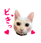 Kさん家のミル その3（個別スタンプ：6）