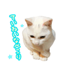 Kさん家のミル その3（個別スタンプ：7）