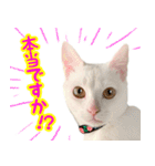 Kさん家のミル その3（個別スタンプ：8）