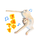 Kさん家のミル その3（個別スタンプ：9）