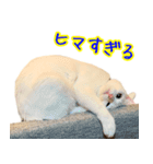 Kさん家のミル その3（個別スタンプ：13）