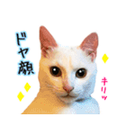 Kさん家のミル その3（個別スタンプ：15）