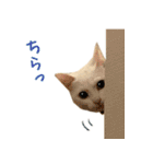 Kさん家のミル その3（個別スタンプ：16）