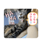 キジトラ猫の日常で使えるフレーズスタンプ（個別スタンプ：1）