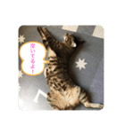 キジトラ猫の日常で使えるフレーズスタンプ（個別スタンプ：2）