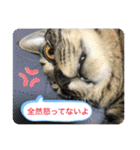 キジトラ猫の日常で使えるフレーズスタンプ（個別スタンプ：3）