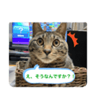 キジトラ猫の日常で使えるフレーズスタンプ（個別スタンプ：4）