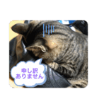 キジトラ猫の日常で使えるフレーズスタンプ（個別スタンプ：5）