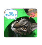キジトラ猫の日常で使えるフレーズスタンプ（個別スタンプ：6）