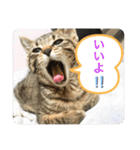 キジトラ猫の日常で使えるフレーズスタンプ（個別スタンプ：8）