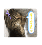キジトラ猫の日常で使えるフレーズスタンプ（個別スタンプ：9）