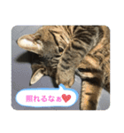 キジトラ猫の日常で使えるフレーズスタンプ（個別スタンプ：10）