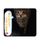 キジトラ猫の日常で使えるフレーズスタンプ（個別スタンプ：11）