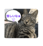 キジトラ猫の日常で使えるフレーズスタンプ（個別スタンプ：12）
