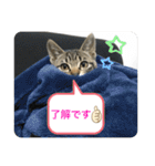 キジトラ猫の日常で使えるフレーズスタンプ（個別スタンプ：13）