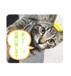 キジトラ猫の日常で使えるフレーズスタンプ（個別スタンプ：14）
