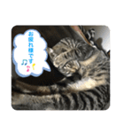 キジトラ猫の日常で使えるフレーズスタンプ（個別スタンプ：15）