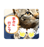 キジトラ猫の日常で使えるフレーズスタンプ（個別スタンプ：16）