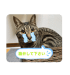 キジトラ猫の日常で使えるフレーズスタンプ（個別スタンプ：17）