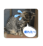 キジトラ猫の日常で使えるフレーズスタンプ（個別スタンプ：18）