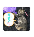 キジトラ猫の日常で使えるフレーズスタンプ（個別スタンプ：19）