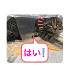 キジトラ猫の日常で使えるフレーズスタンプ（個別スタンプ：20）