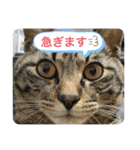 キジトラ猫の日常で使えるフレーズスタンプ（個別スタンプ：21）