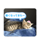 キジトラ猫の日常で使えるフレーズスタンプ（個別スタンプ：22）