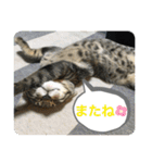 キジトラ猫の日常で使えるフレーズスタンプ（個別スタンプ：23）
