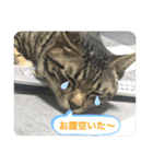 キジトラ猫の日常で使えるフレーズスタンプ（個別スタンプ：24）