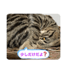 キジトラ猫の日常で使えるフレーズスタンプ（個別スタンプ：25）