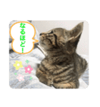 キジトラ猫の日常で使えるフレーズスタンプ（個別スタンプ：26）