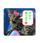キジトラ猫の日常で使えるフレーズスタンプ（個別スタンプ：27）