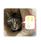 キジトラ猫の日常で使えるフレーズスタンプ（個別スタンプ：28）