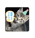 キジトラ猫の日常で使えるフレーズスタンプ（個別スタンプ：30）