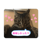 キジトラ猫の日常で使えるフレーズスタンプ（個別スタンプ：31）