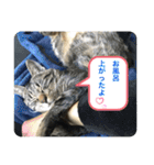 キジトラ猫の日常で使えるフレーズスタンプ（個別スタンプ：32）