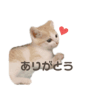 うちの子スタンプ(あいさつ)（個別スタンプ：10）