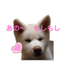 こゆとら もしもしバージョン（個別スタンプ：1）