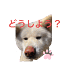 こゆとら もしもしバージョン（個別スタンプ：2）
