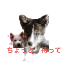 こゆとら もしもしバージョン（個別スタンプ：5）