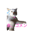 こゆとら もしもしバージョン（個別スタンプ：22）