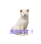 こゆとら もしもしバージョン（個別スタンプ：24）