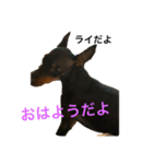 トイマンチェスターテリア ライ（個別スタンプ：2）
