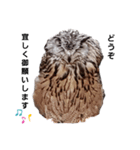 そるちゃん 挨拶（個別スタンプ：1）