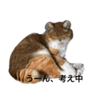 Minto's life（個別スタンプ：1）