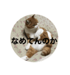 Minto's life（個別スタンプ：4）