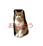 Minto's life（個別スタンプ：6）