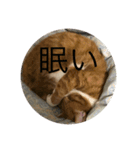 Minto's life（個別スタンプ：7）