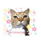 むぎちゃんの日常。2（個別スタンプ：10）